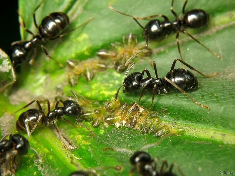 Lasius fuliginosus (Latreille, 1798)